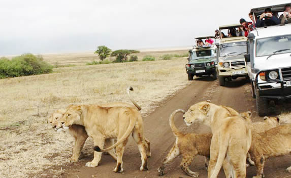kenya-and-tanzania-safaris